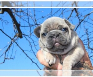 French Bulldog Dog Breeder near COLONIAL HEIGHTS, VA, USA