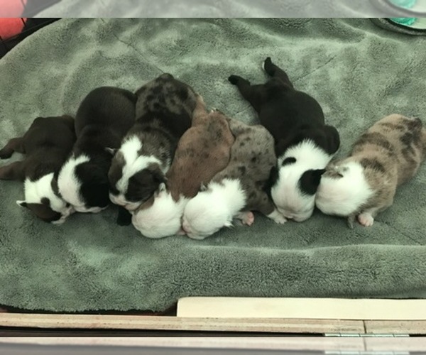 Medium Photo #1  Breeder Profile in LINDSAY, OK, USA