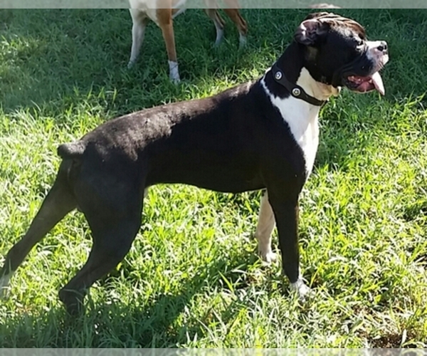 Medium Photo #1  Breeder Profile in PALMETTO, FL, USA