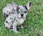 Small breeder photo