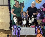 Small #35 Breeder Profile image