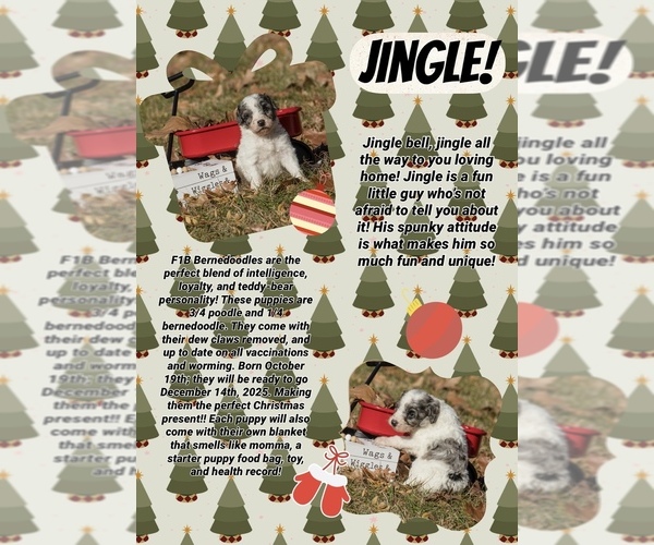 Medium Photo #7  Breeder Profile in PRAIRIE VIEW, KS, USA