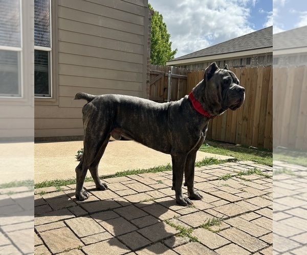 Medium Photo #1  Breeder Profile in ARLINGTON, TX, USA
