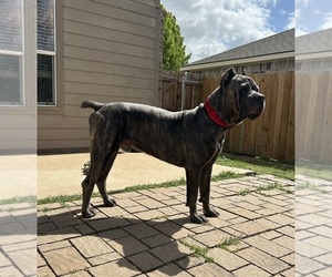 Cane Corso Dog Breeder near ARLINGTON, TX, USA