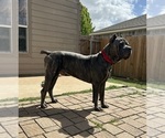 Small breeder photo