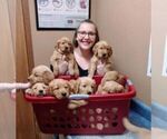 Small #11 Breeder Profile image