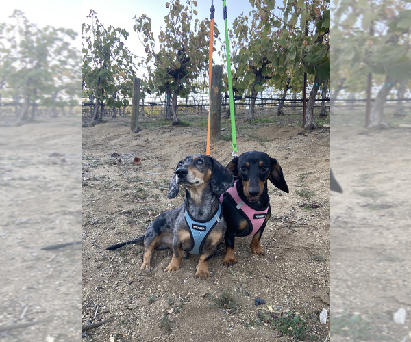 Medium Photo #1  Breeder Profile in JOSHUA TREE, CA, USA