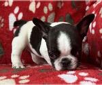 Small #12 Breeder Profile image