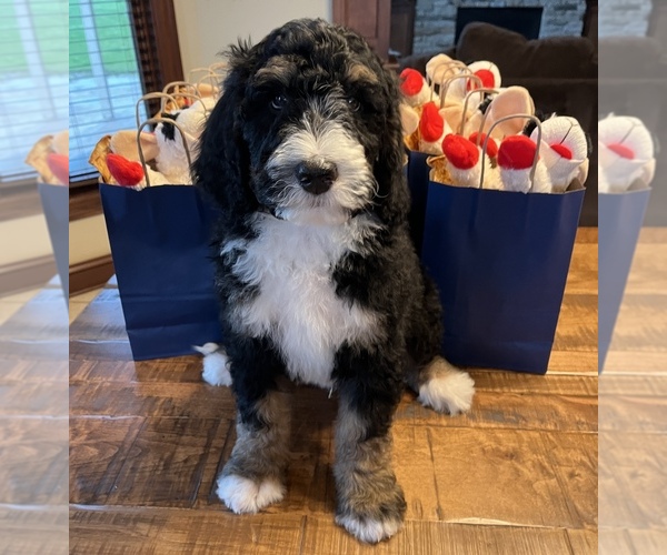 Medium Photo #1  Breeder Profile in MEDINA, OH, USA