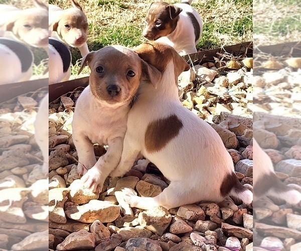 Medium Photo #31  Breeder Profile in CLAREMORE, OK, USA