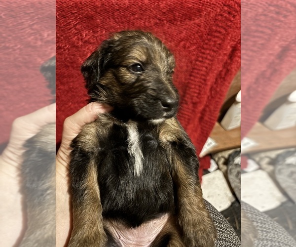 Medium Photo #6  Breeder Profile in HAMILTON, MT, USA