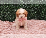 Small #5 Breeder Profile image