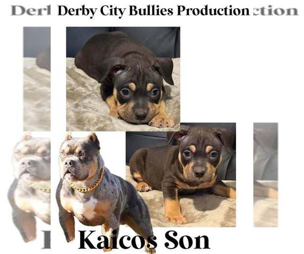 Medium Photo #8  Breeder Profile in BOLIVAR, MO, USA