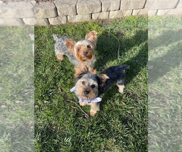 Medium Photo #1  Breeder Profile in VISALIA, CA, USA