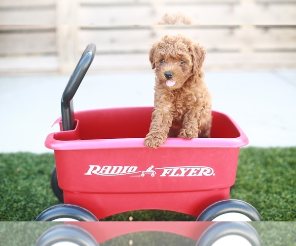 Medium Photo #7  Breeder Profile in LONG BEACH, CA, USA