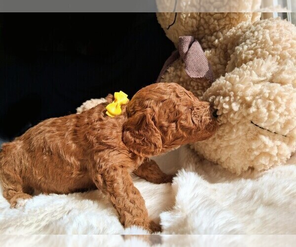 Medium Photo #115  Breeder Profile in GASTONIA, NC, USA