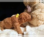 Small #114 Breeder Profile image