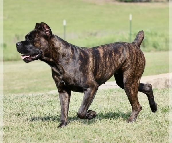 Medium Photo #1  Breeder Profile in ALLENTOWN, PA, USA