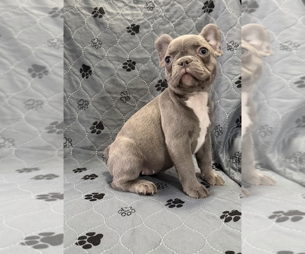 Medium Photo #3  Breeder Profile in FOUNTAIN CITY, IN, USA