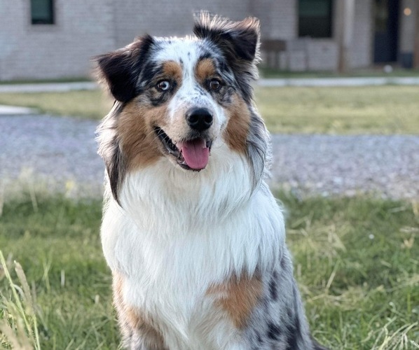Medium Photo #1  Breeder Profile in MOORE, OK, USA