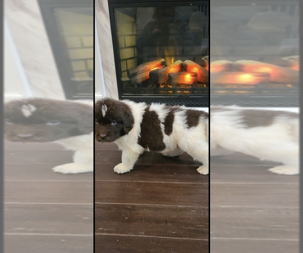 Medium Photo #48  Breeder Profile in TILTON, IL, USA