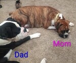 Small #7 Breeder Profile image