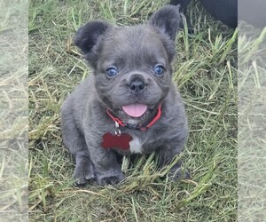 French Bulldog Dog Breeder near COLUMBUS, GA, USA