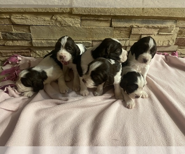 Medium Photo #1  Breeder Profile in BAY CITY, WI, USA