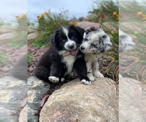Main photo of Australian Shepherd Dog Breeder near CURLEW, IA, USA