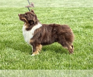 Australian Shepherd Dog Breeder near PASO ROBLES, CA, USA