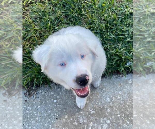 Medium Photo #8  Breeder Profile in CLERMONT, FL, USA