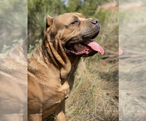 Main photo of Cane Corso Dog Breeder near AMARILLO, TX, USA