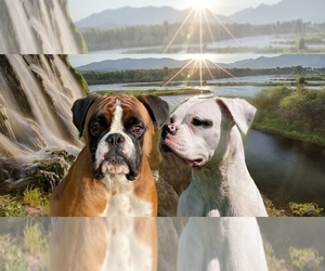 Boxer Dog Breeder near KENNEWICK, WA, USA