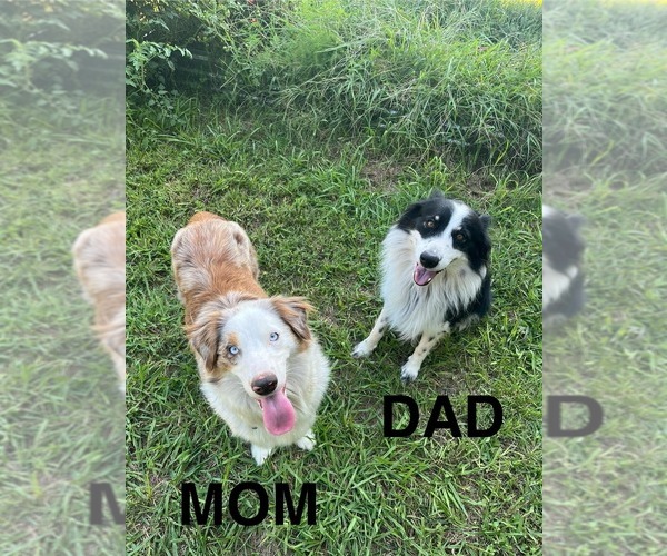 Medium Photo #1  Breeder Profile in CONCORD, VA, USA