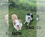 Small breeder photo