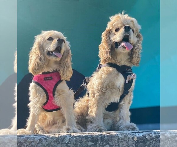 Medium Photo #41  Breeder Profile in Aylmer, Ontario, Canada