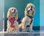 Small #40 Breeder Profile image
