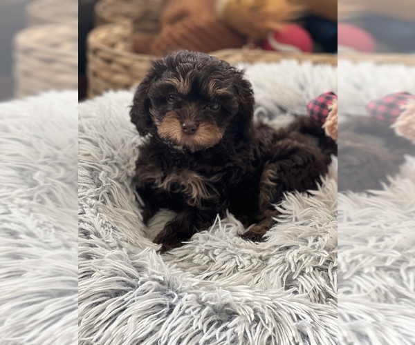 Medium Photo #1  Breeder Profile in HARRELLS, NC, USA