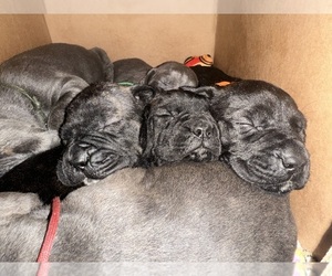 Cane Corso Dog Breeder near WARRENVILLE, SC, USA