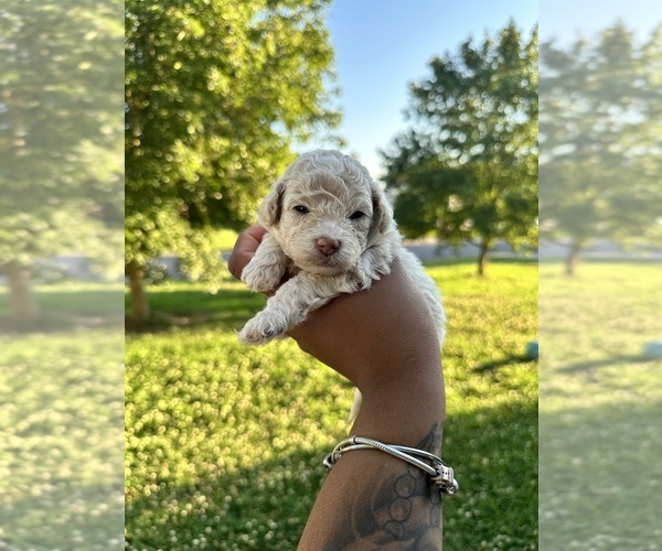 Medium Photo #1  Breeder Profile in MURFREESBORO, TN, USA