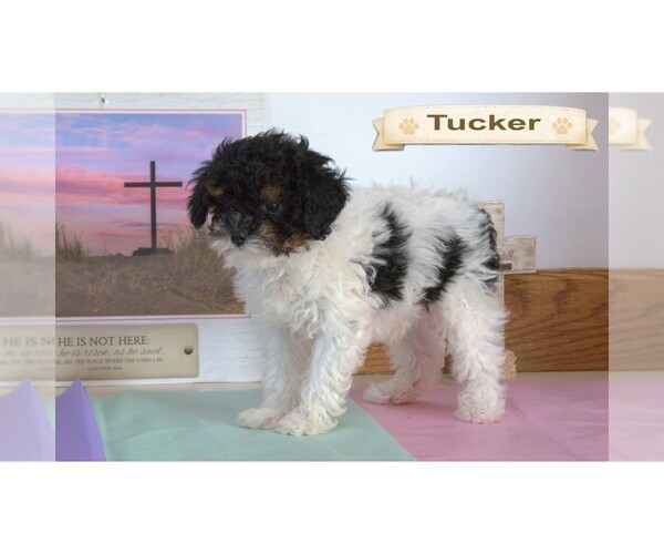 Medium Photo #15  Breeder Profile in CLARE, MI, USA