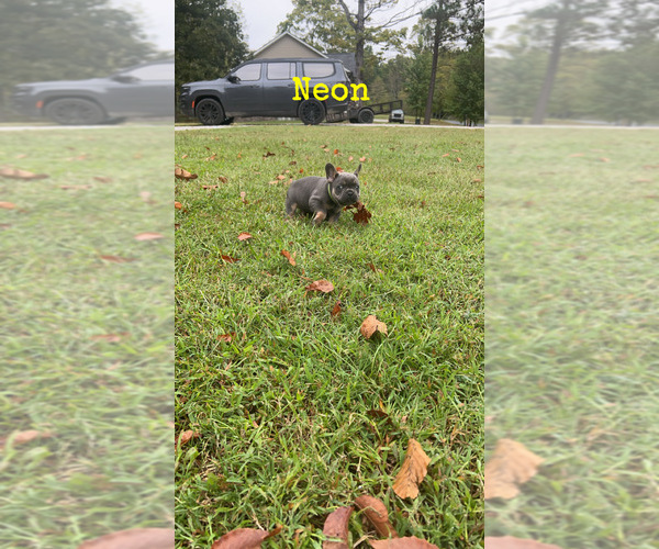 Medium Photo #1  Breeder Profile in DICKSON, TN, USA