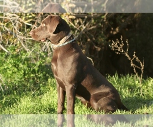Labrador Retriever Dog Breeder in REXBURG,  USA
