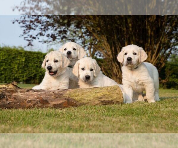 Medium Photo #5  Breeder Profile in VALDERS, WI, USA