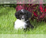 Small #1 Breeder Profile image