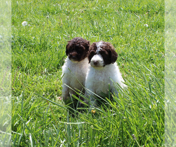Medium Photo #74  Breeder Profile in CHANUTE, KS, USA