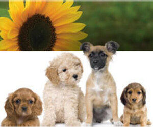 Main photo of Cock-A-Poo Dog Breeder near PENNS CREEK, PA, USA