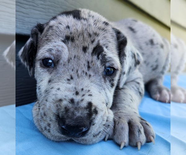 Medium Photo #1  Breeder Profile in MOUNT STERLING, KY, USA