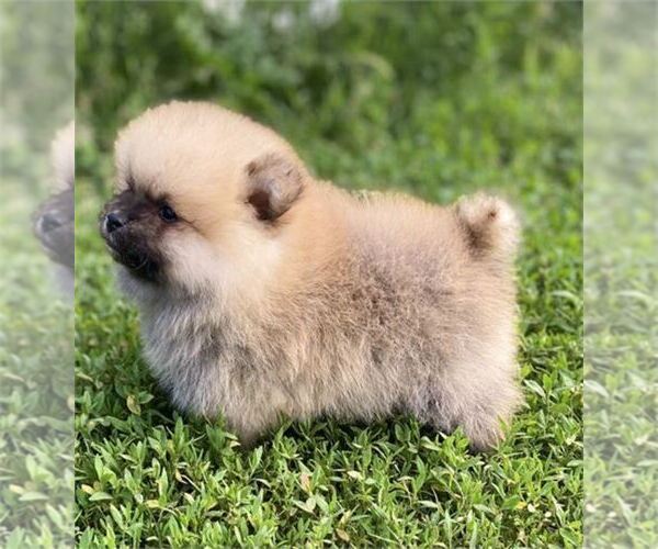 Medium Photo #6  Breeder Profile in STUART, FL, USA