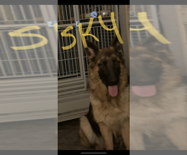 Medium Photo #1  Breeder Profile in PEORIA, IL, USA